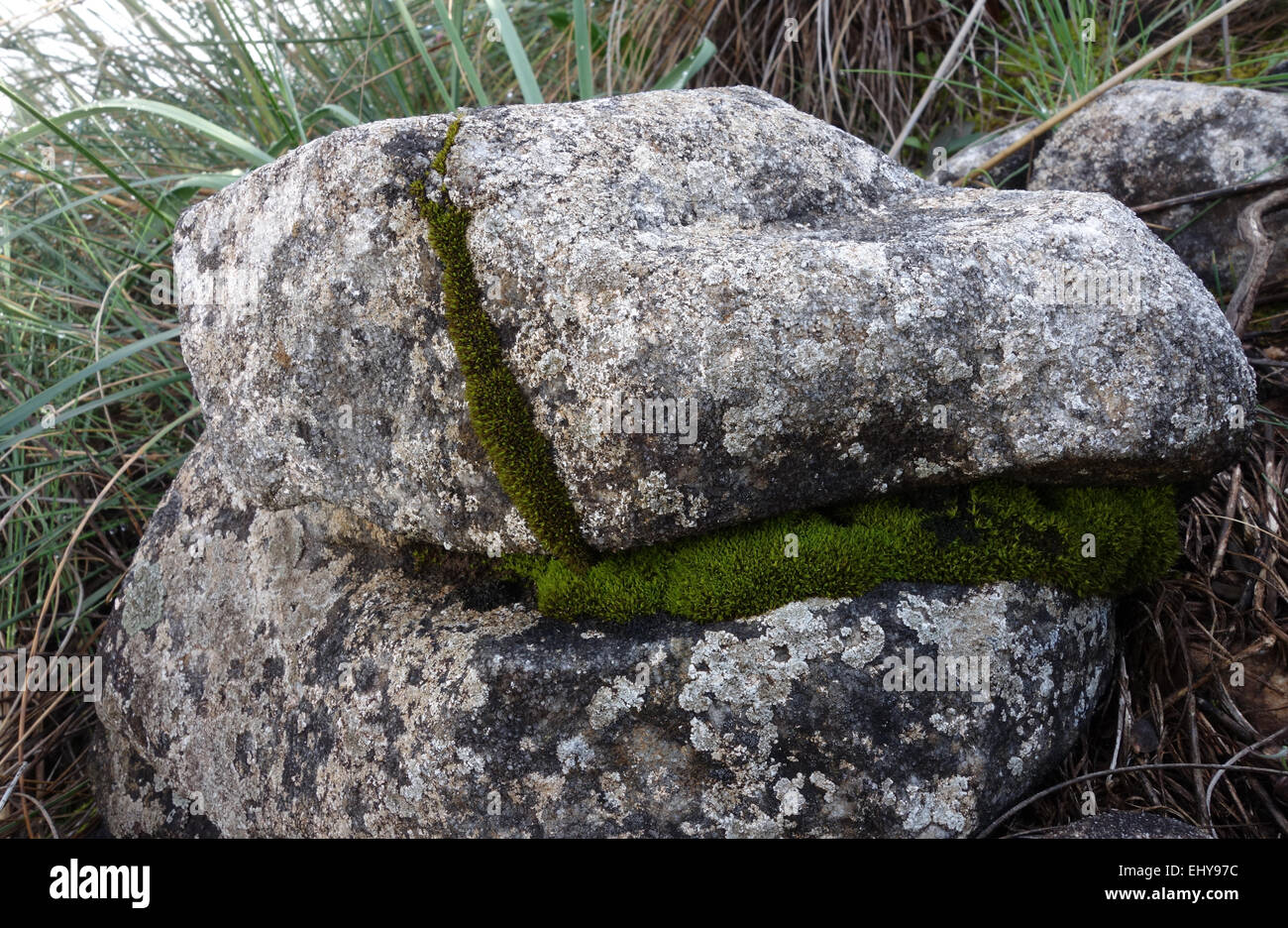 Peat moss, growing in a crevice of a rock, Sphagnum, Spain. Stock Photo