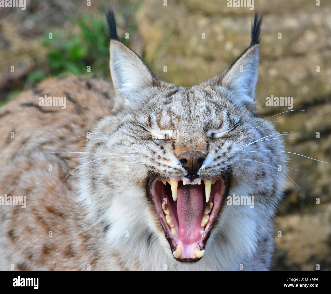 European Lynx yawning Stock Photo