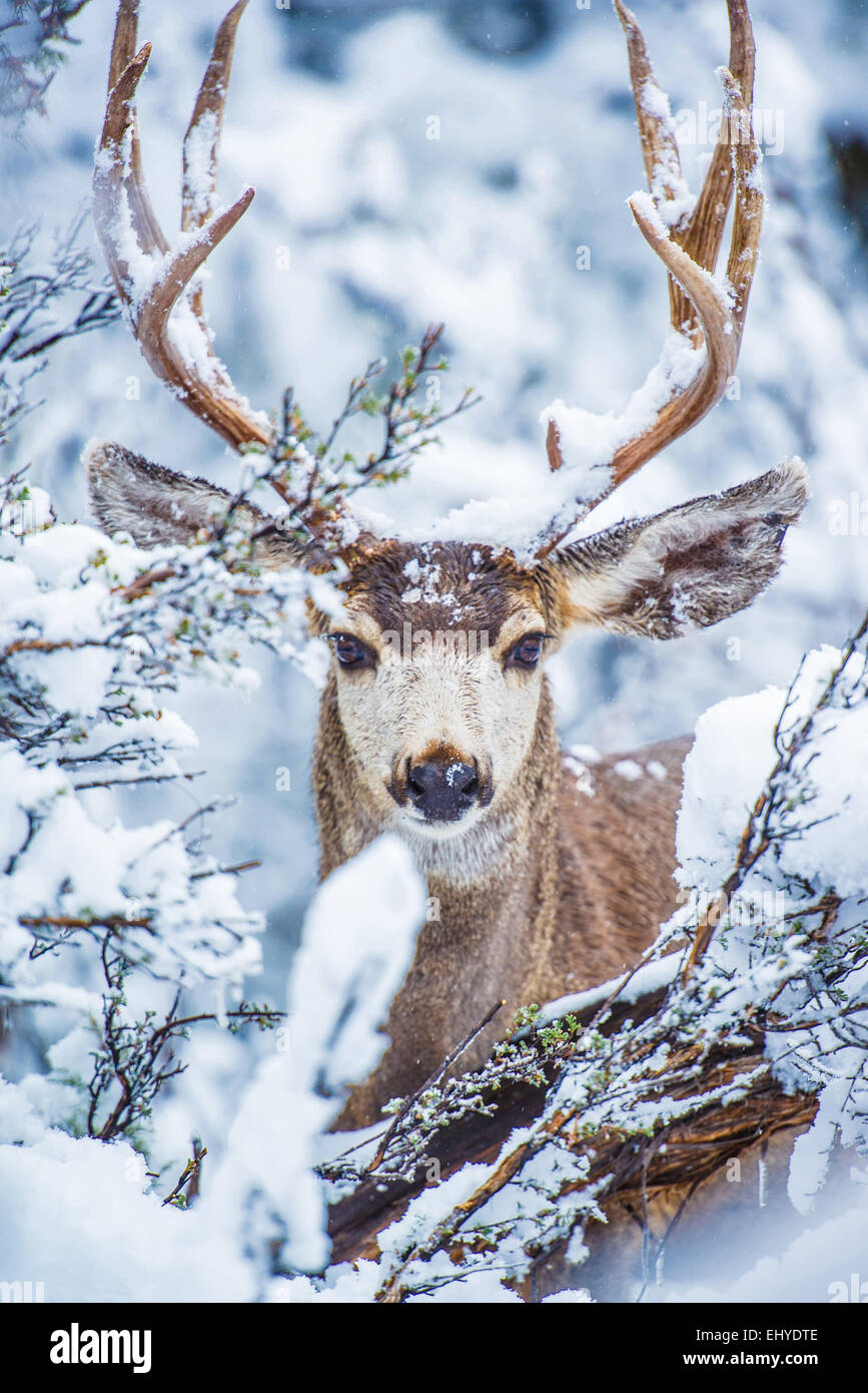 Arizona Mule Deer In Winter Northern Arizona Kaibab National Forest Stock Photo Alamy