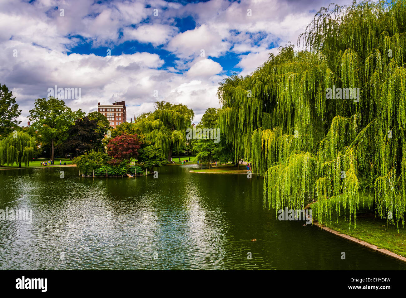 Weeping willow trees and a pond in the Boston Public Garden. Stock Photo