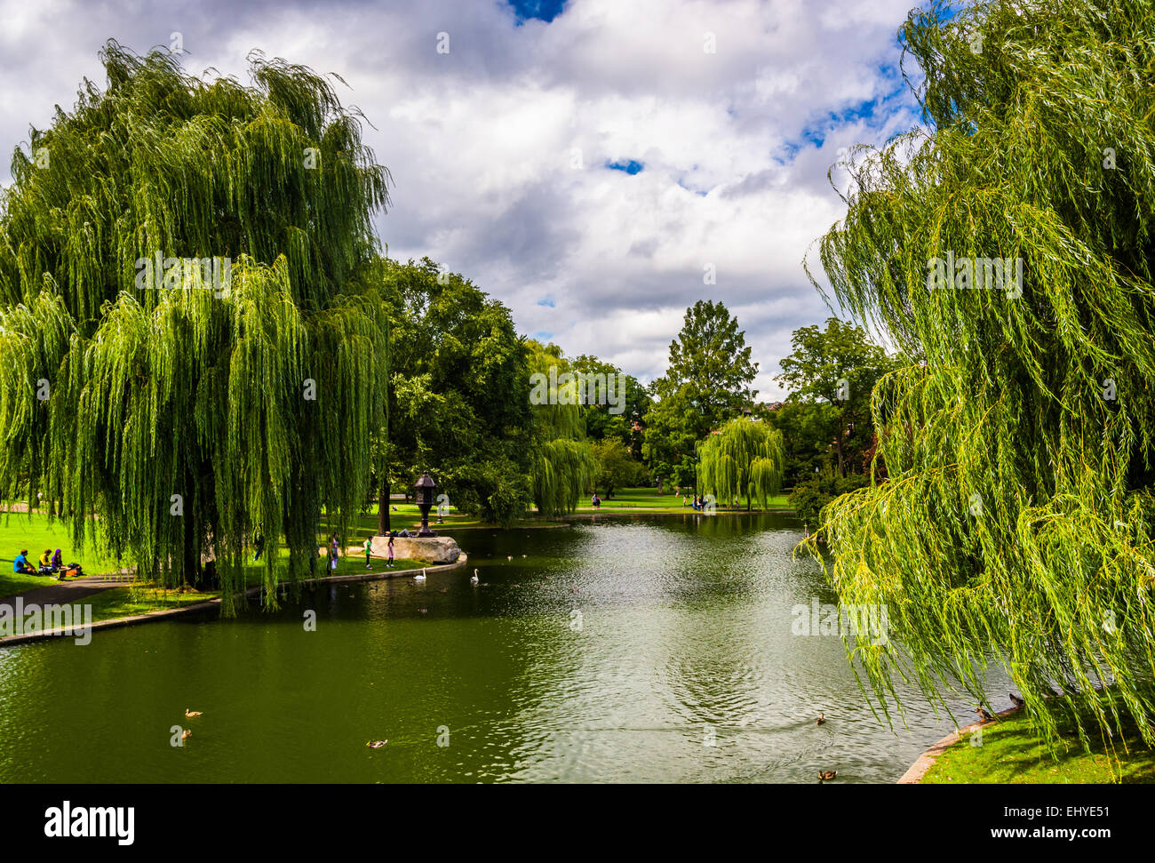 Weeping willow trees and a pond in the Boston Public Garden Stock Photo