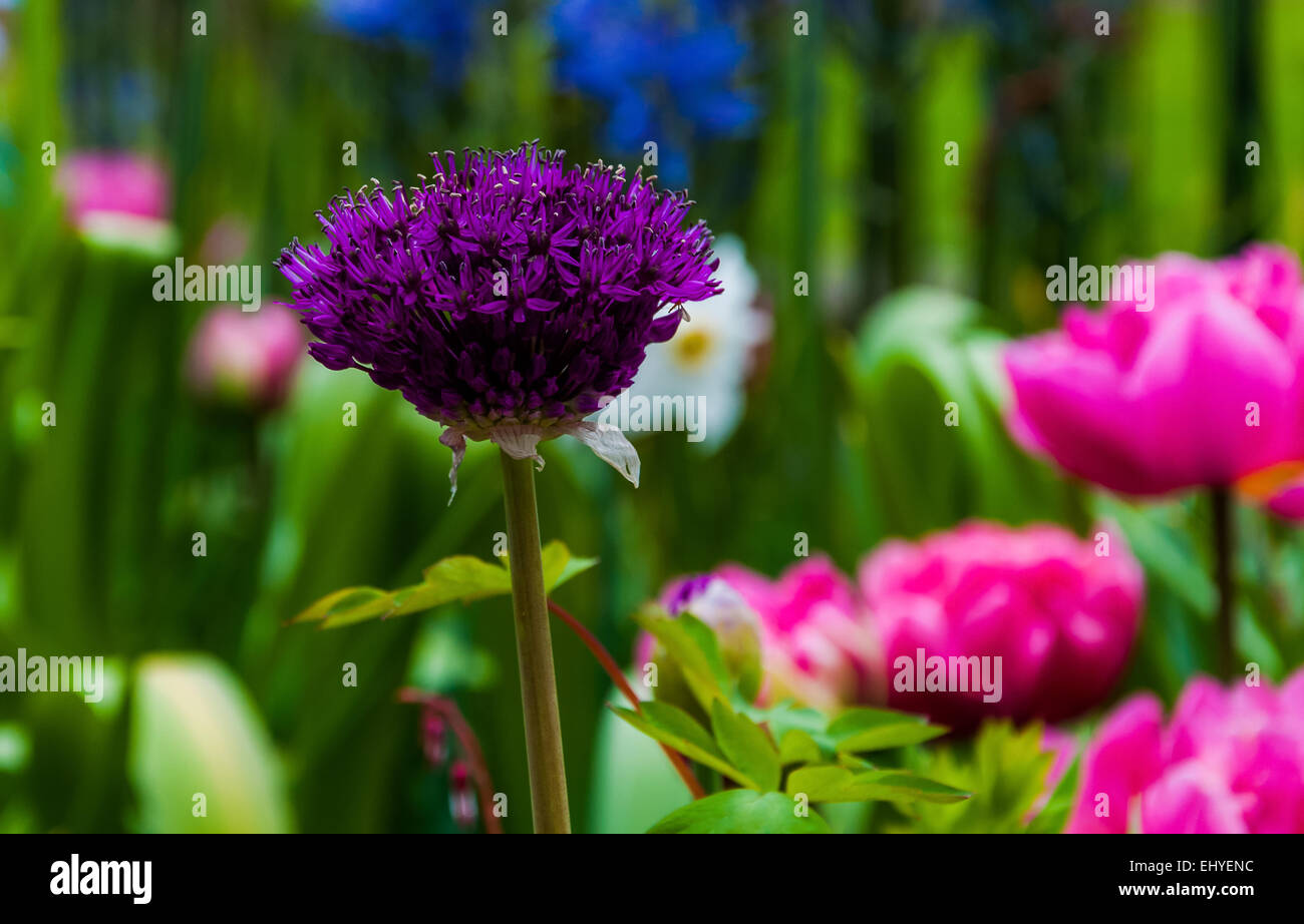 A purple allium flower. Stock Photo