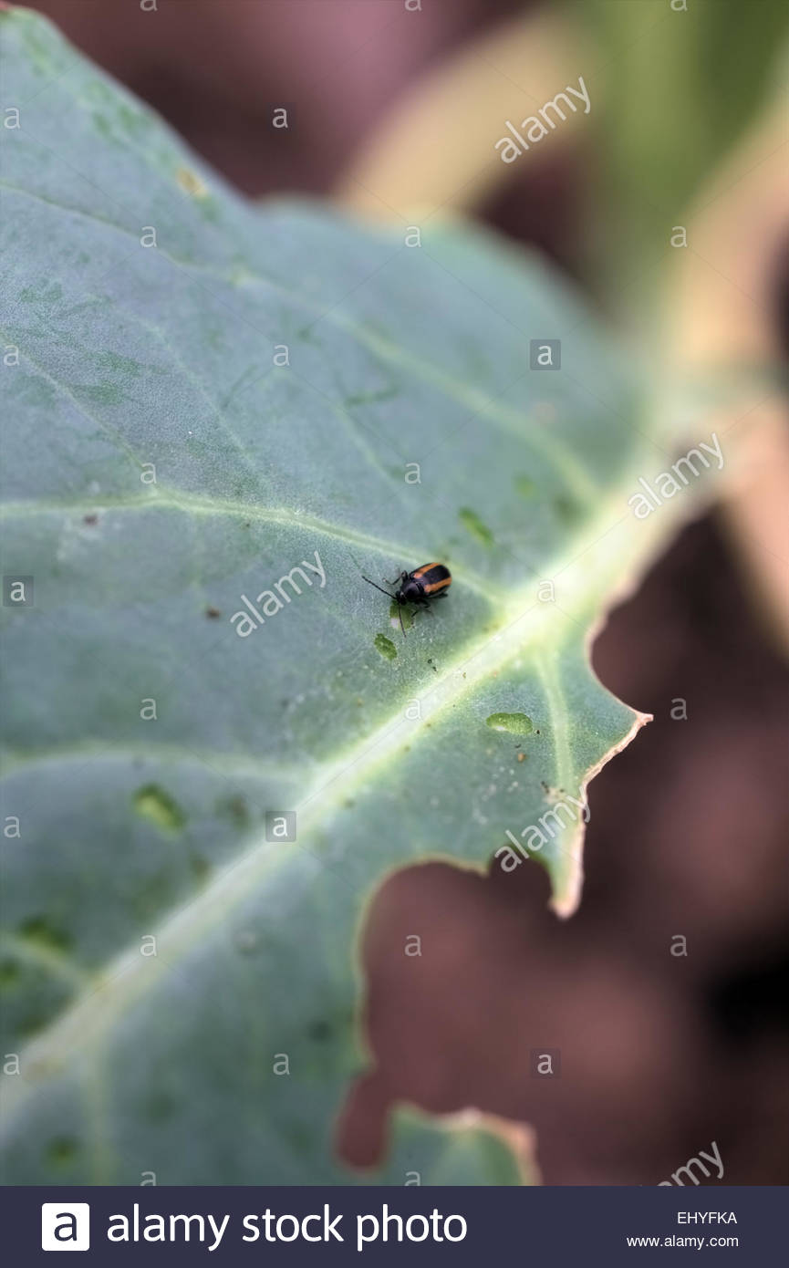 Flea Beetle Stock Photos & Flea Beetle Stock Images Alamy