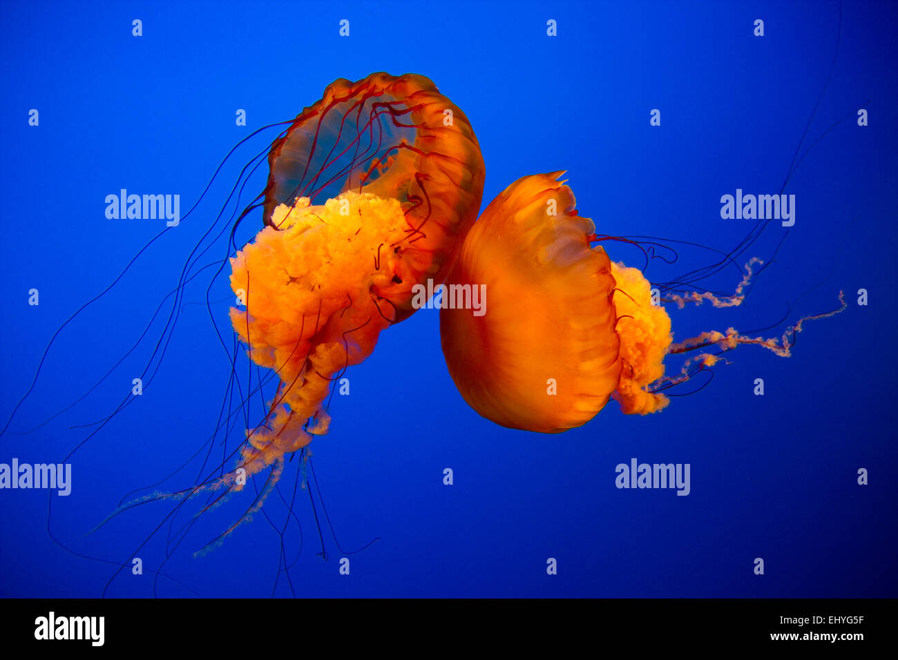 Two vibrant jellyfish dancing in the calm water Stock Photo