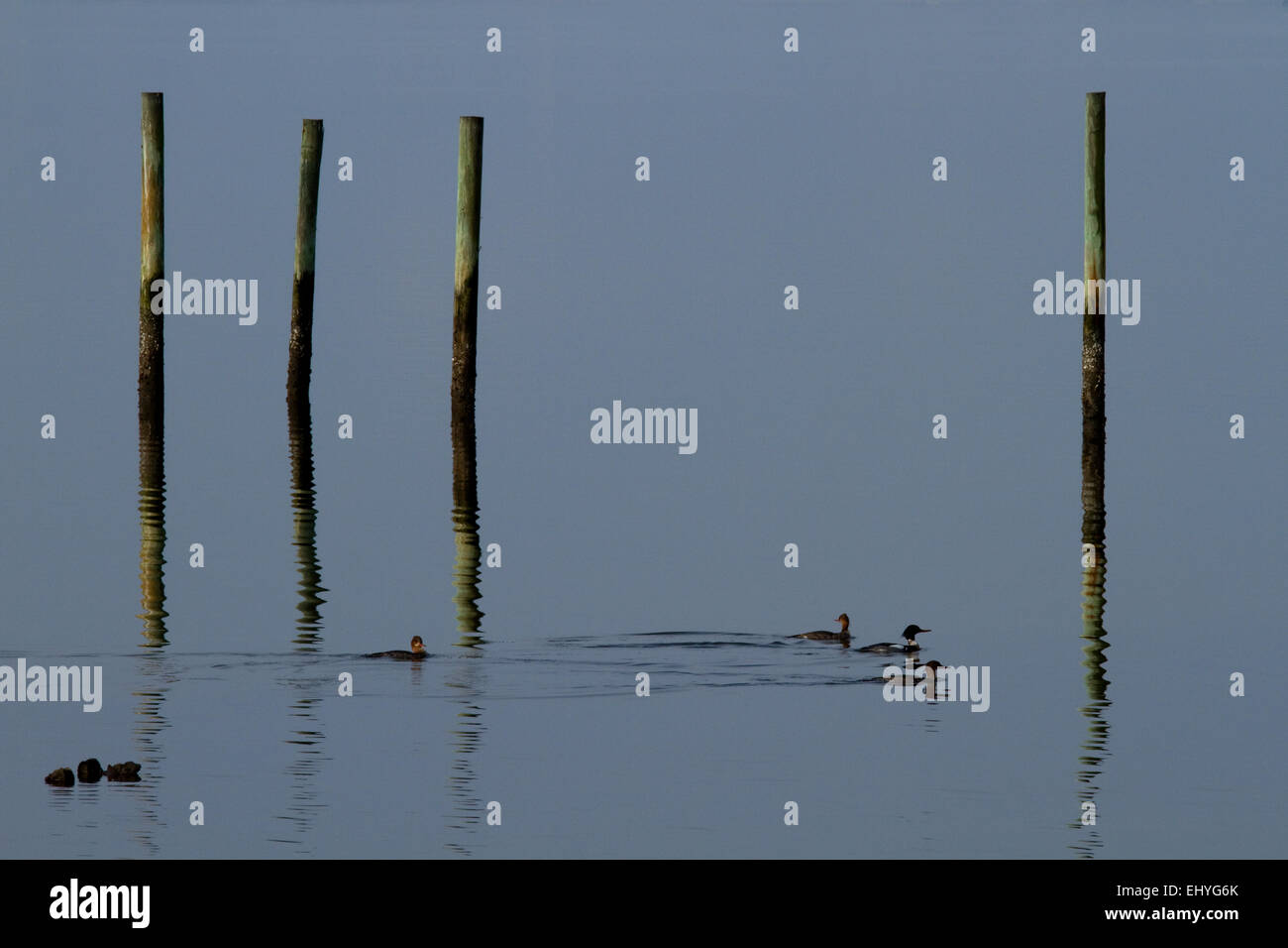 Ecology of water birds hi-res stock photography and images - Alamy