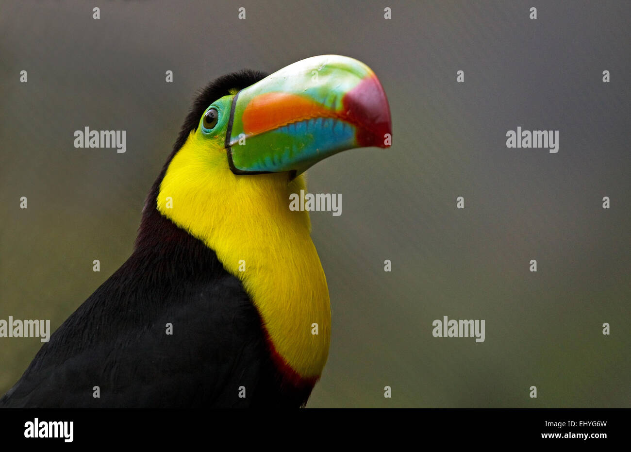 A close perspective of a Tucan captured in Costa Rica subtle background. Stock Photo