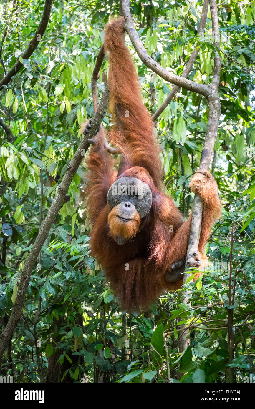 Adult orangutan hanging from trees in the jungle Stock Photo