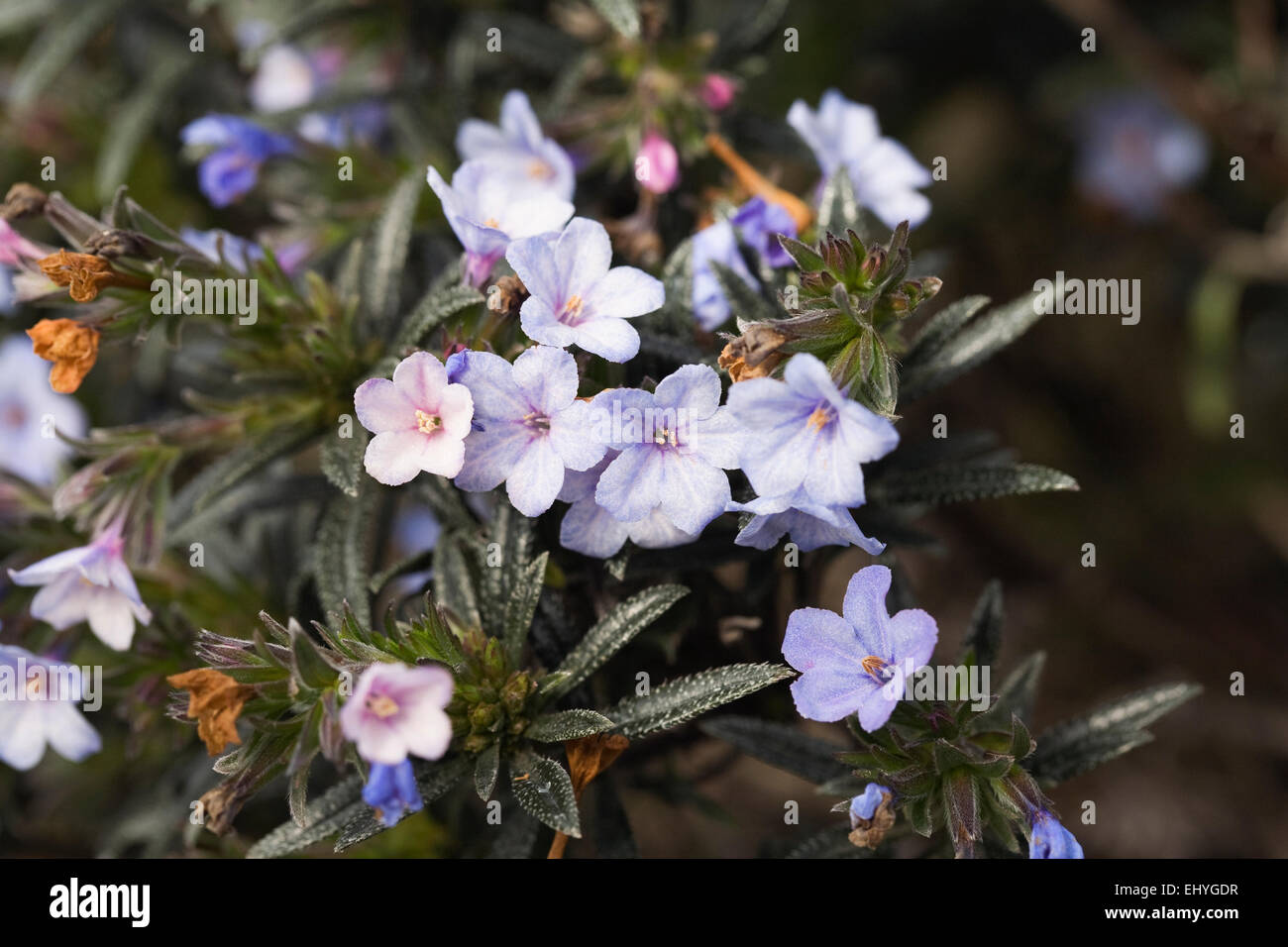Lithodora zahnii flowers. Stock Photo