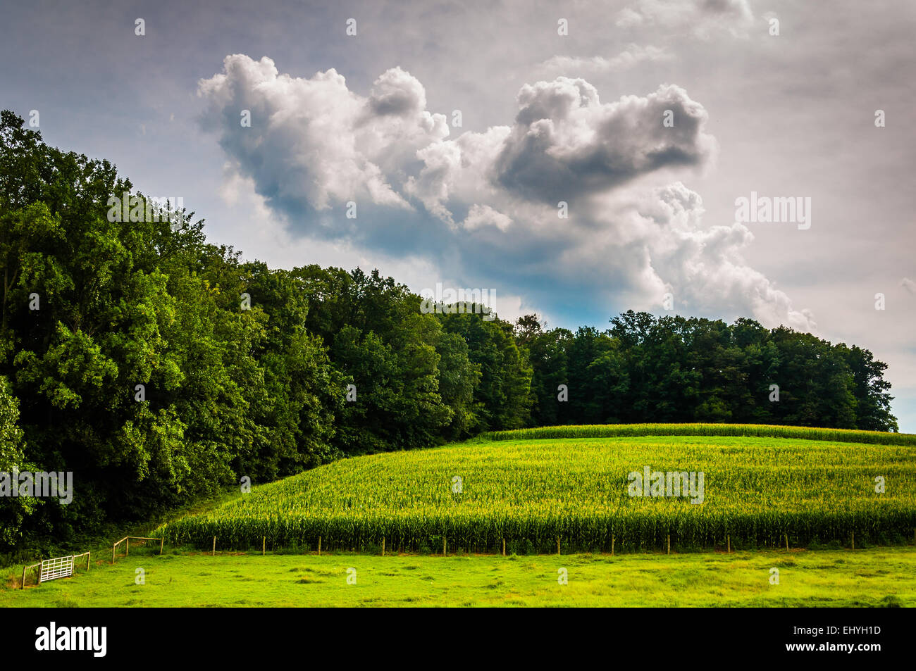 Corn field and trees in rural York County, Pennsylvania Stock Photo - Alamy