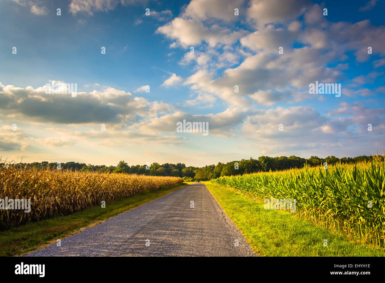 Corn fields along a road in rural York County, Pennsylvania Stock Photo
