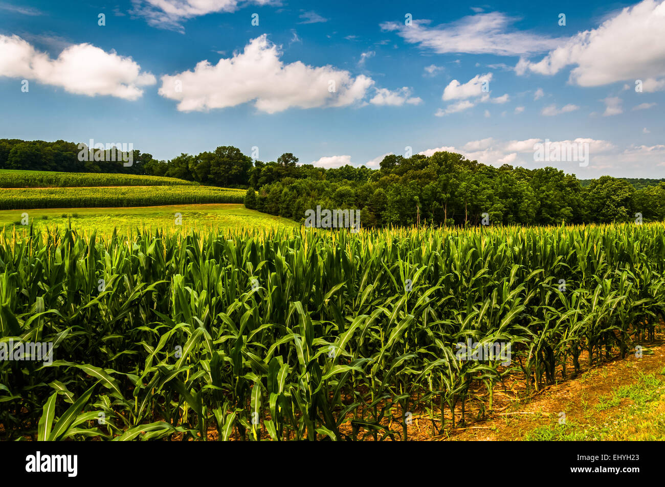 Cornfield and rollings hills in Southern York County, Pennsylvania.jpg Stock Photo