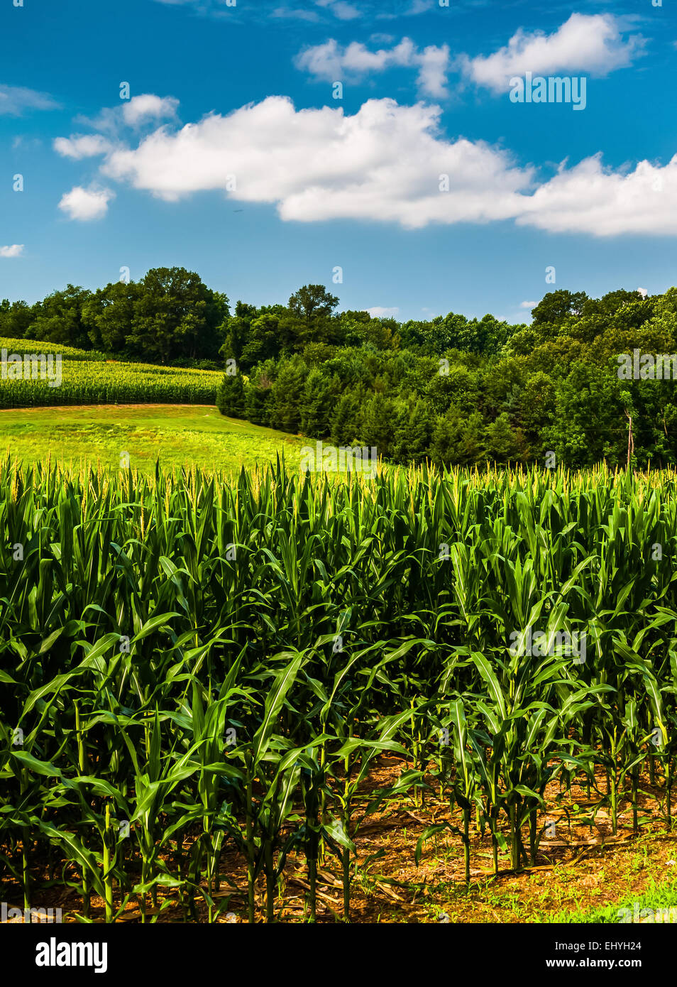 Cornfield and rollings hills in Southern York County, Pennsylvania. Stock Photo