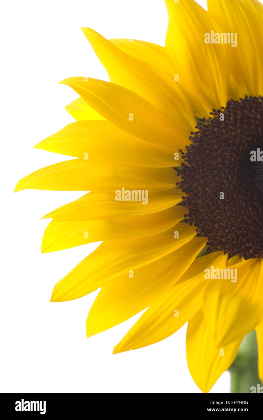 Sunflower close up on white background Stock Photo - Alamy