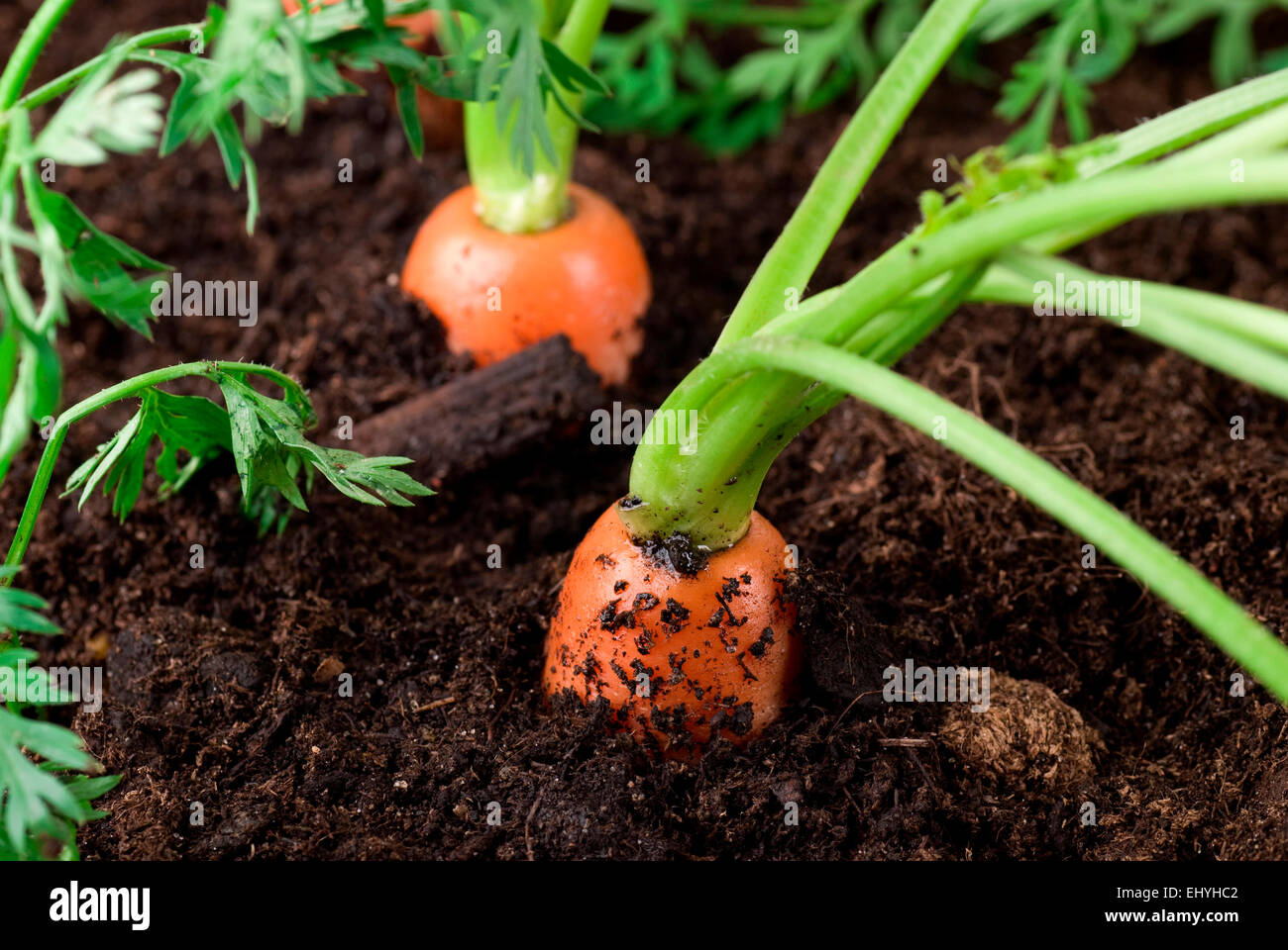 Growing carrots in moisture soil close up. Stock Photo