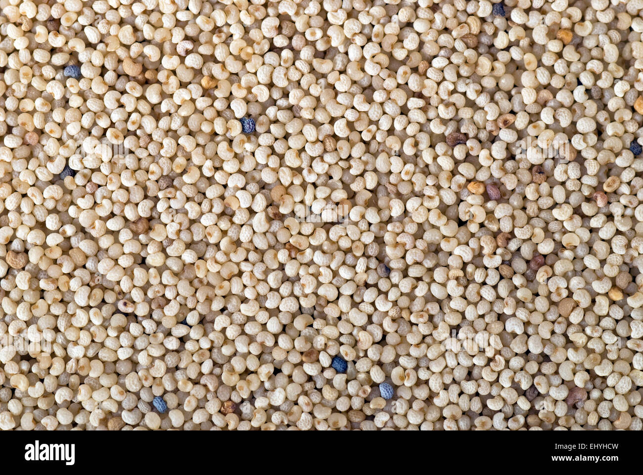 White poppy seeds background close up full frame Stock Photo Alamy