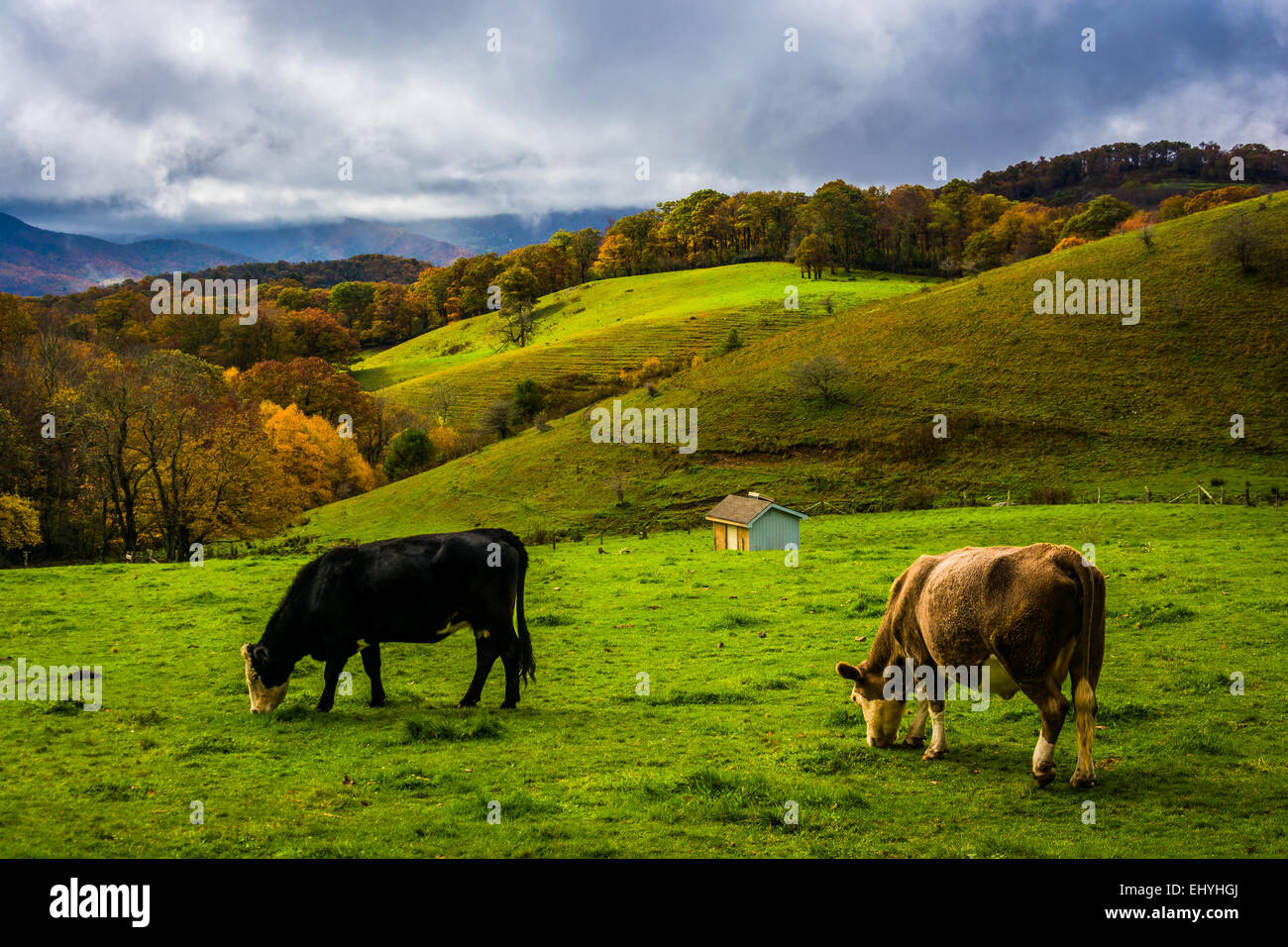 Cows in a field at Moses Cone Park, on the Blue Ridge Parkway, North