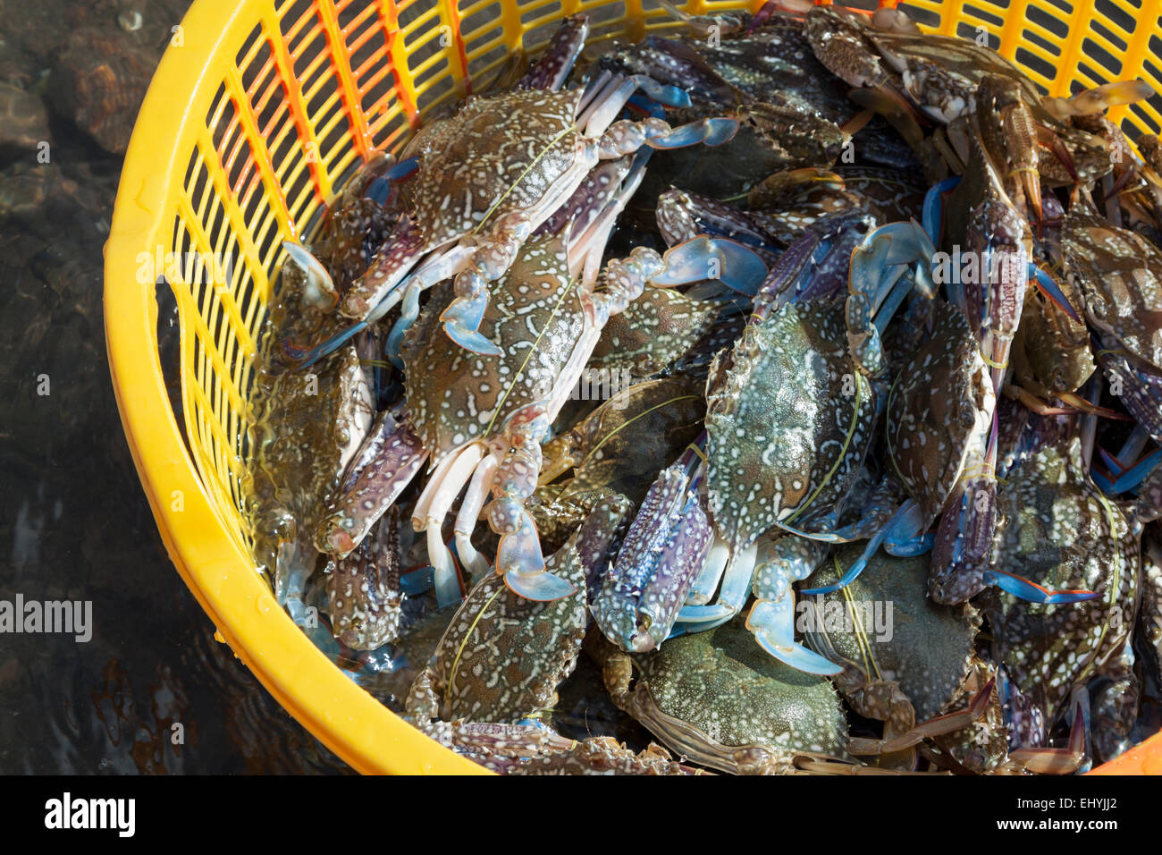 Crab Market in Kep, Cambodia. Traditional occupation for make a living. Crab in basket ready for sale. Stock Photo