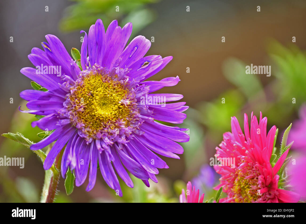 Aster flower with purple petals at Botanical Garden in Ooty,Tamilnadu,India Stock Photo
