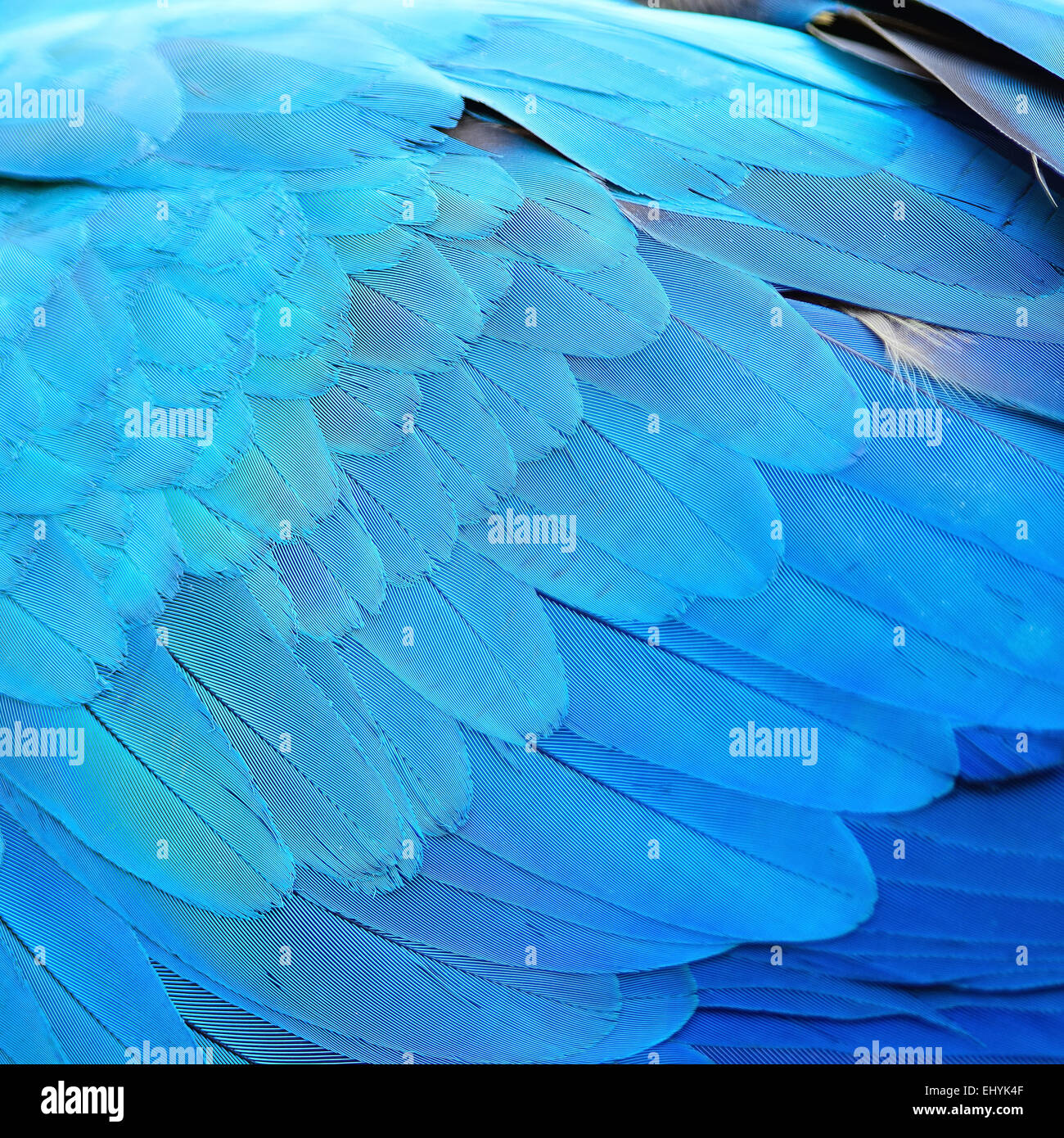 Bird feathers, Blue and Gold Macaw feathers, texture background abstract Stock Photo