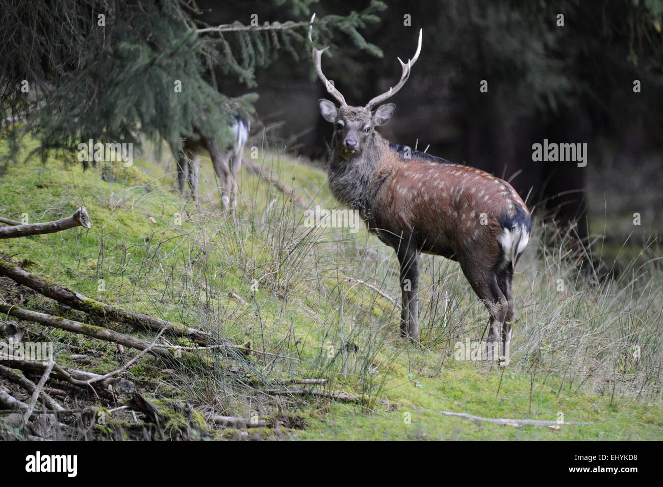 Japanese deer, animal, deer, Sika, Cervus nippon, Asian deer, Spotted deer, Asian deer, Germany Stock Photo