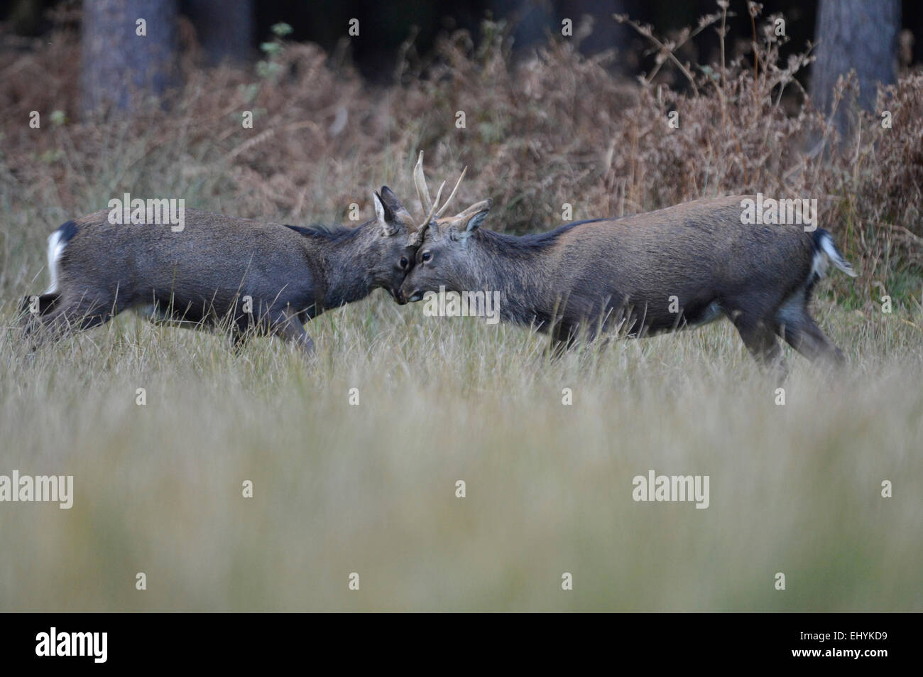 Japanese deer, animal, deer, Sika, Cervus nippon, Asian deer, Spotted deer, Asian deer, Germany Stock Photo
