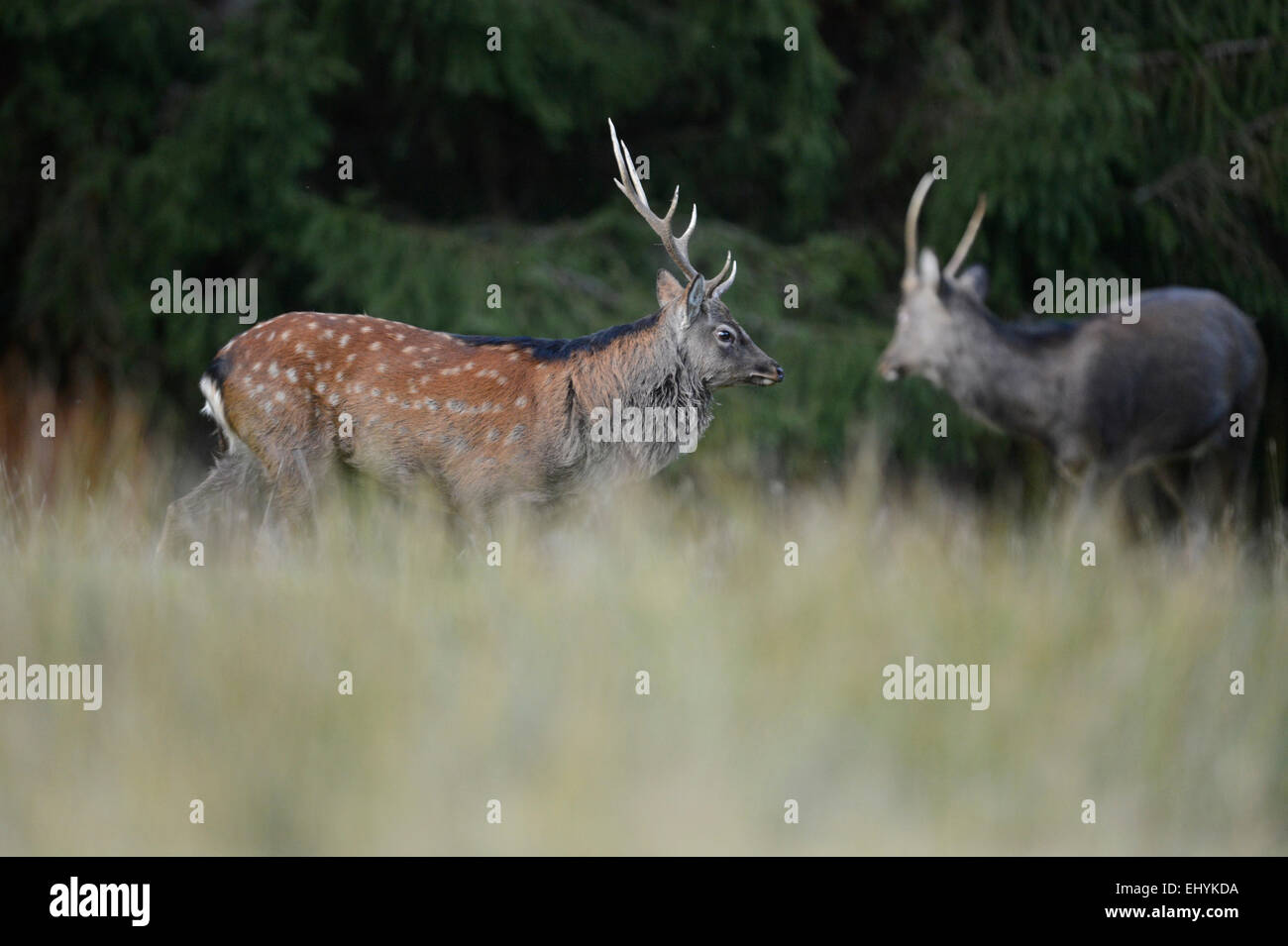 Japanese deer, animal, deer, Sika, Cervus nippon, Asian deer, Spotted deer, Asian deer, Germany Stock Photo