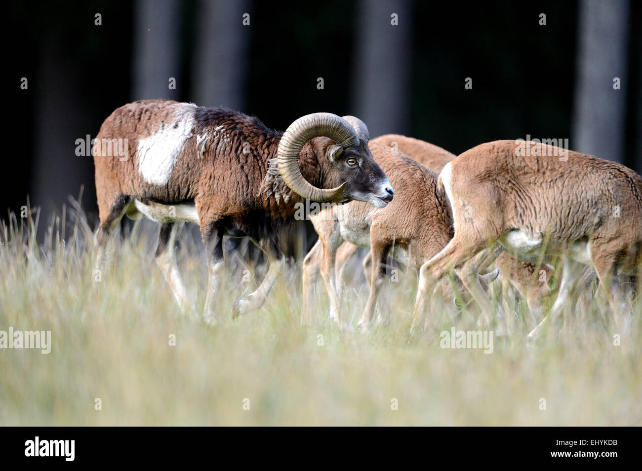 Mufflon, animal, ram, mountain, Ovis ammon musimon, winter coat, game, goat-antelopes, horns, autumn, Germany Stock Photo