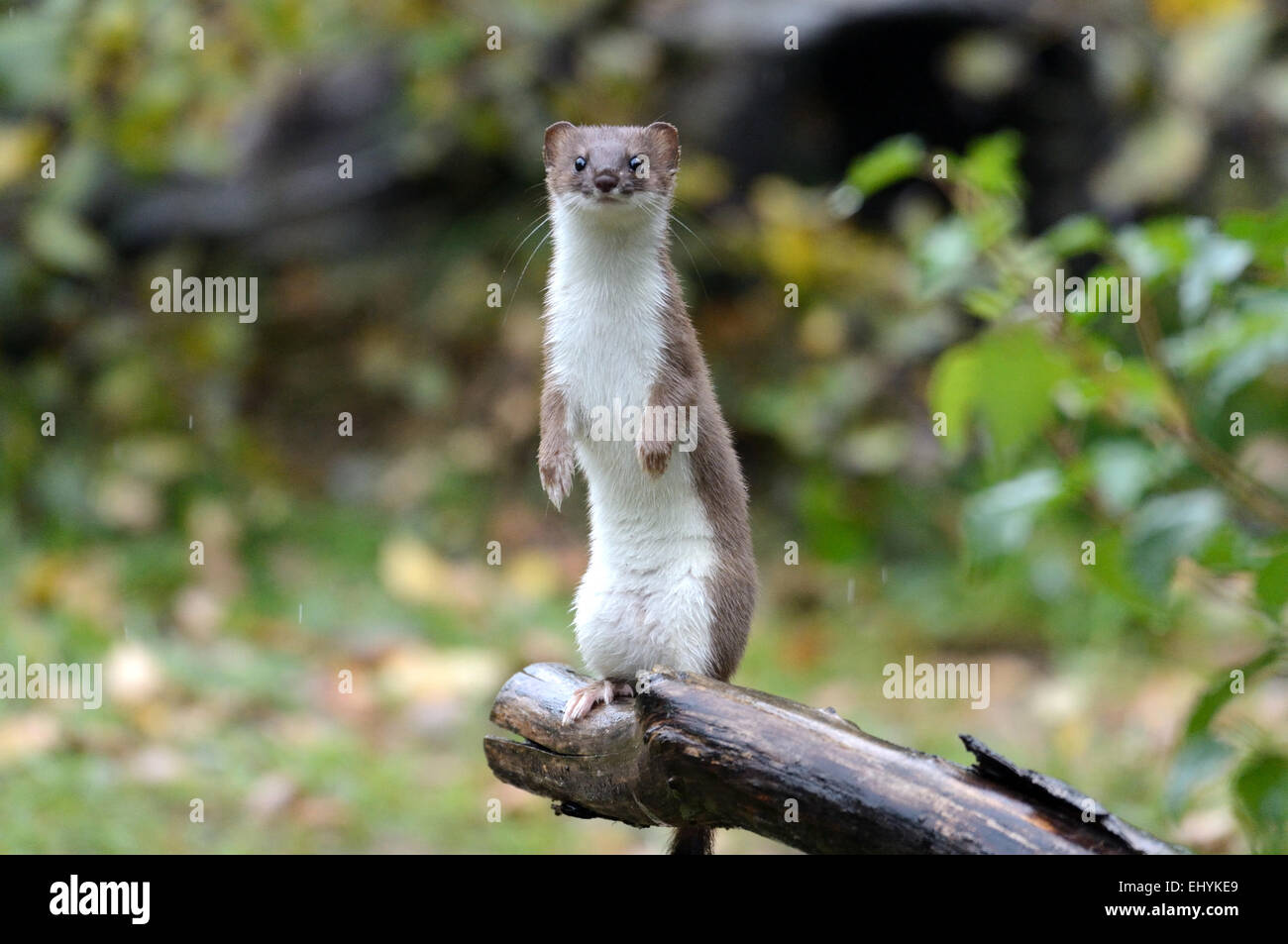 Ermine, animal, autumn, big weasel, short tail weasel, Mustela erminea, predator, canids, martens, mustelidae, Endemical, wild an Stock Photo