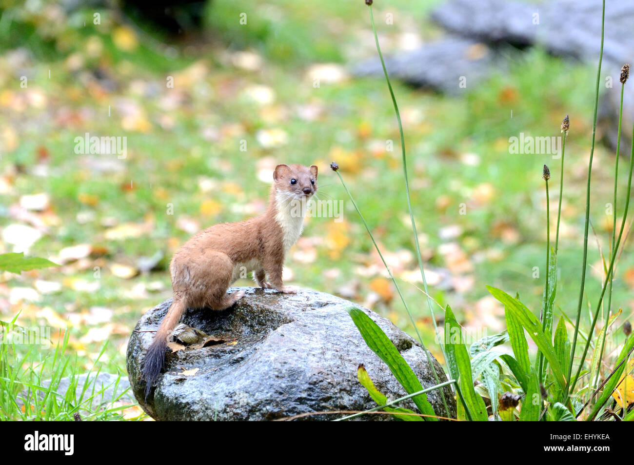 Ermine, animal, autumn, big weasel, short tail weasel, Mustela erminea, predator, canids, martens, mustelidae, Endemical, wild an Stock Photo