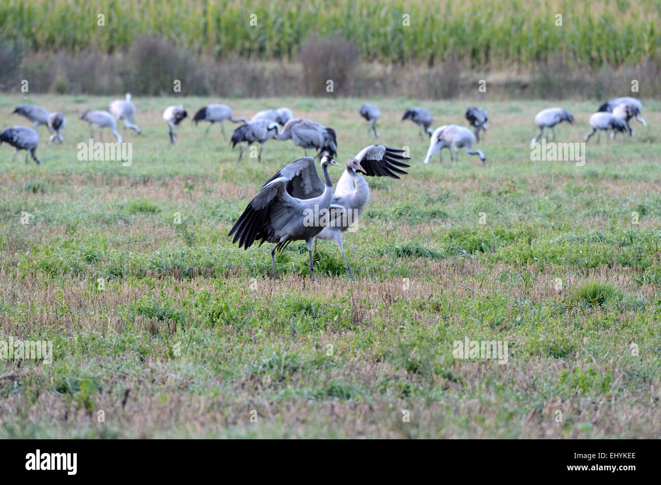 Crane, Grus grus, birds, cranes, gray cranes, wading bird, Mecklenburg-West Pomerania, bird migration, Germany Stock Photo