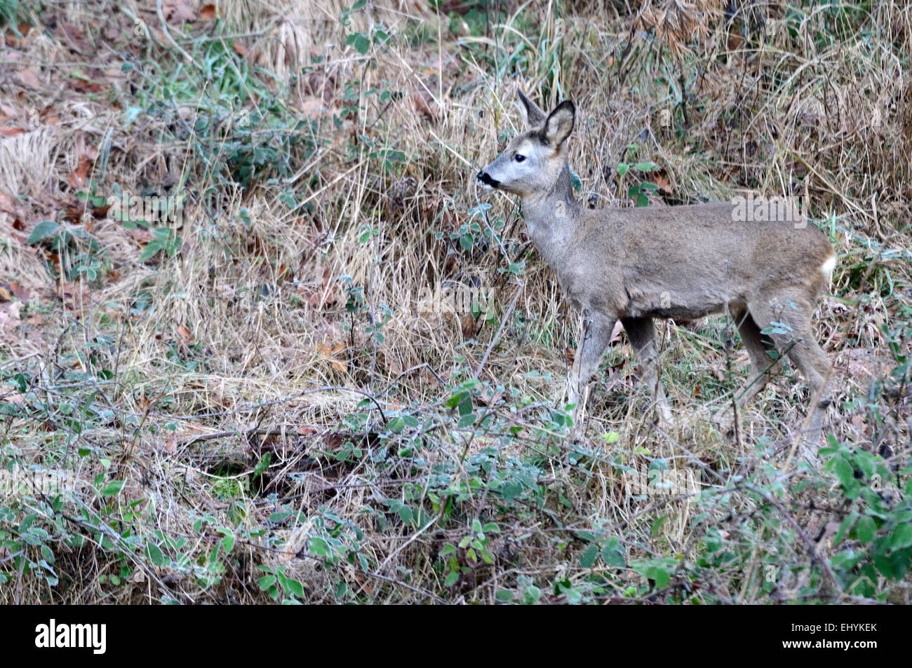 Roe deer, forest roe deer, Capreolus capreolus, roe deer, cloven-hoofed animals, ruminant, New World deer, nature, wild animal, a Stock Photo