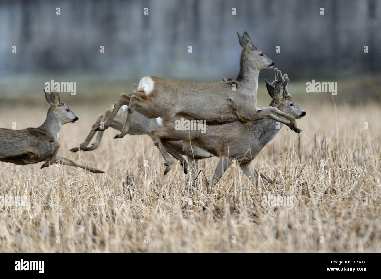 Roe deer, forest roe deer, Capreolus capreolus, roe deer, cloven-hoofed animals, ruminant, New World deer, nature, wild animal, a Stock Photo