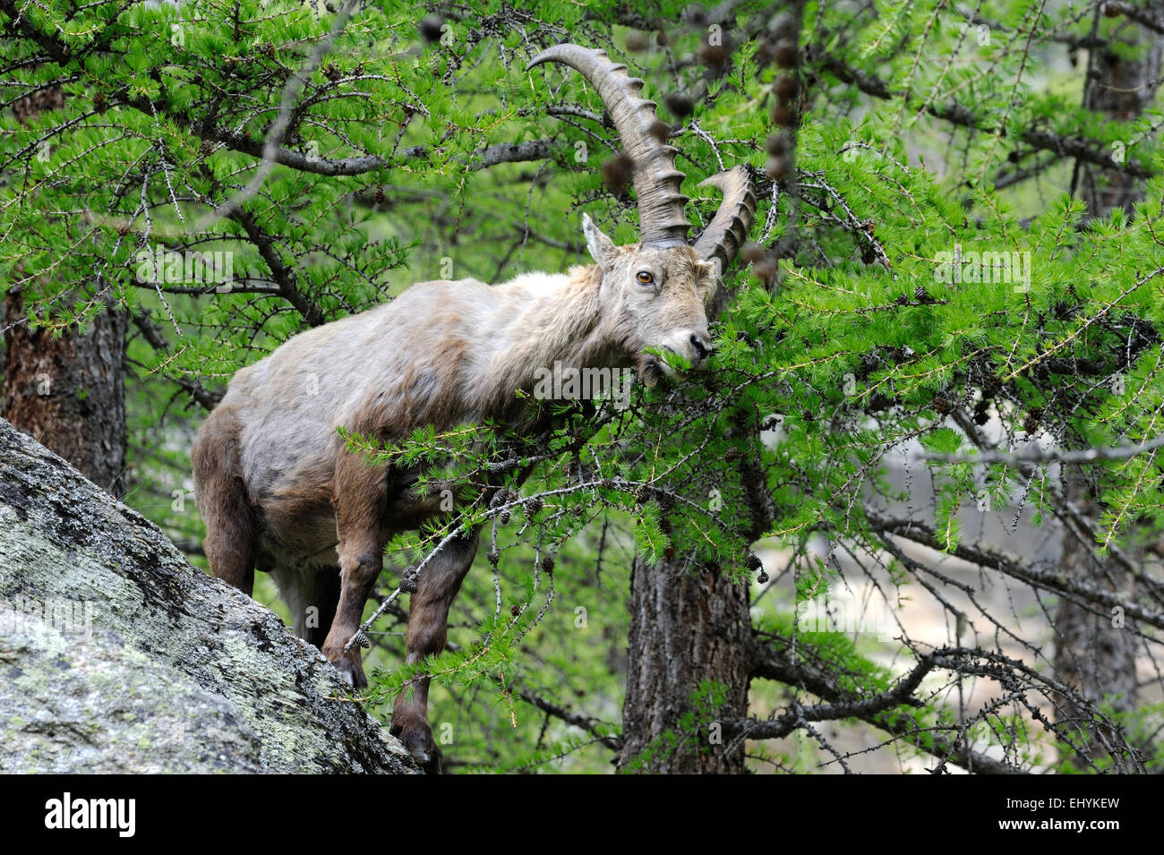 Capricorn, Ibex, animal, mountain nanny goat, cloven-hoofed animal, ruminant, Bovidae, bovids, nanny goats, goat-antelopes, Capra Stock Photo
