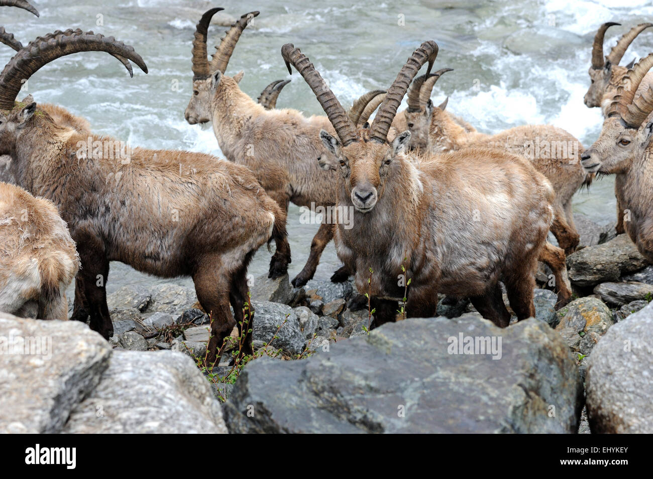 Capricorn, Ibex, animal, mountain nanny goat, cloven-hoofed animal, ruminant, Bovidae, bovids, nanny goats, goat-antelopes, Capra Stock Photo