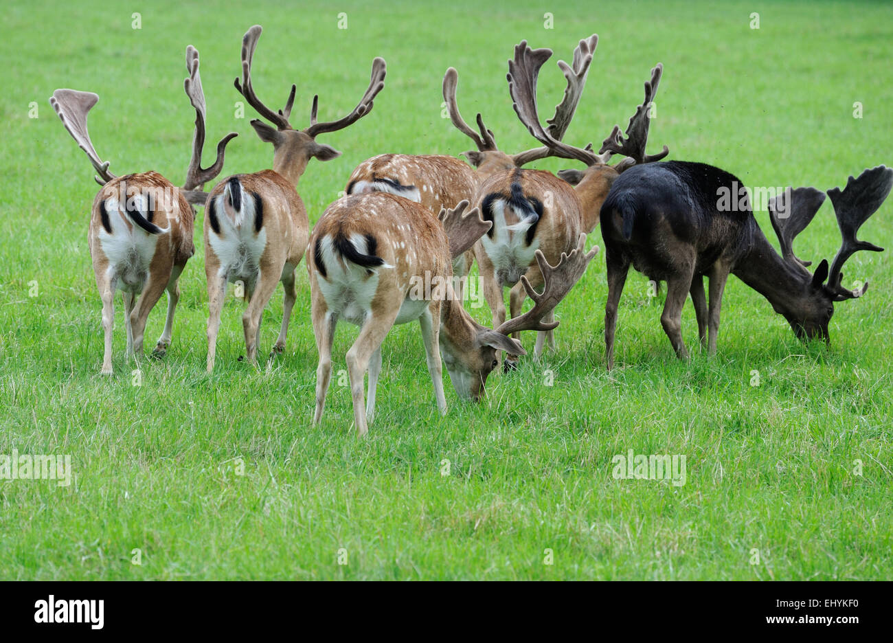 Damwild, fallow buck, deer, fallow bucks, deer, cloven-hoofed animal, consecrated bearer, Cervidae, Dama Dama, animals, deer, Ger Stock Photo