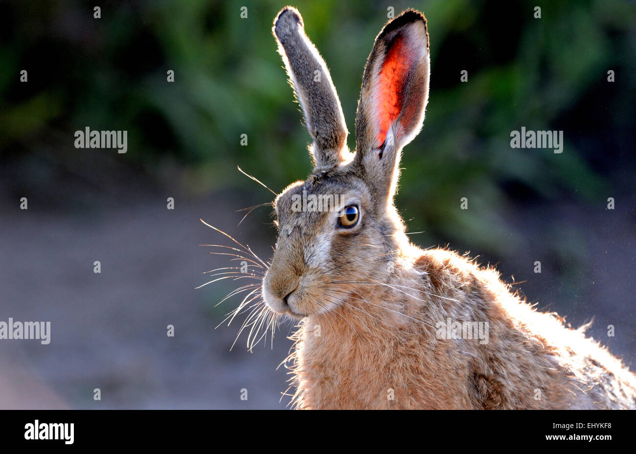 Hare, Rabbit, Lepus europaeus Pallas, brown hare, Eoropean hare, animal, wild animal, game, low game, Germany Stock Photo