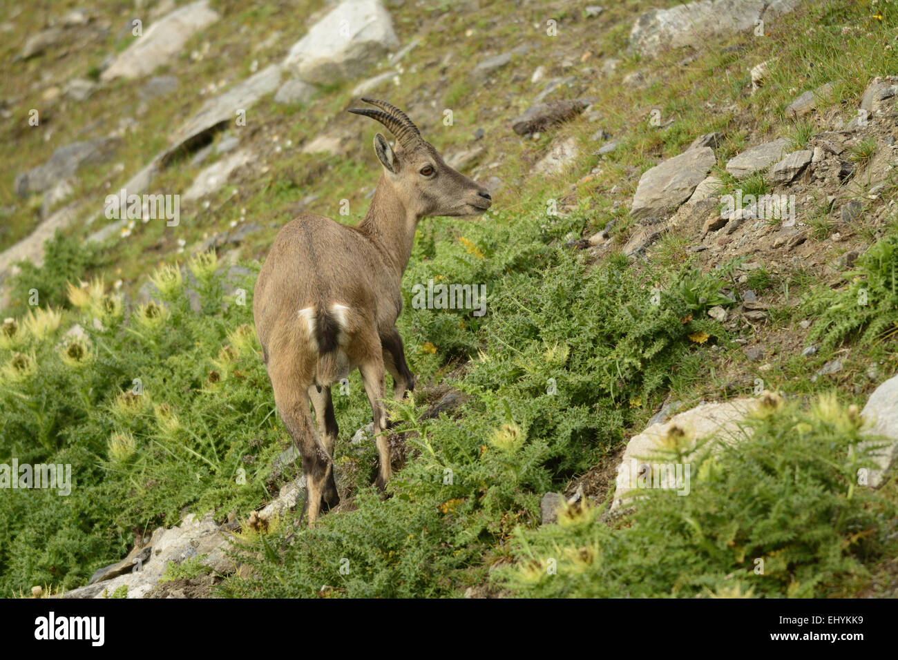 Alpine Ibex, Capra hircus ibex, Bovidae, female, animal, mammal, Nufenen pass, Alps, Canton, Ticino, Switzerland, Europe, Stock Photo