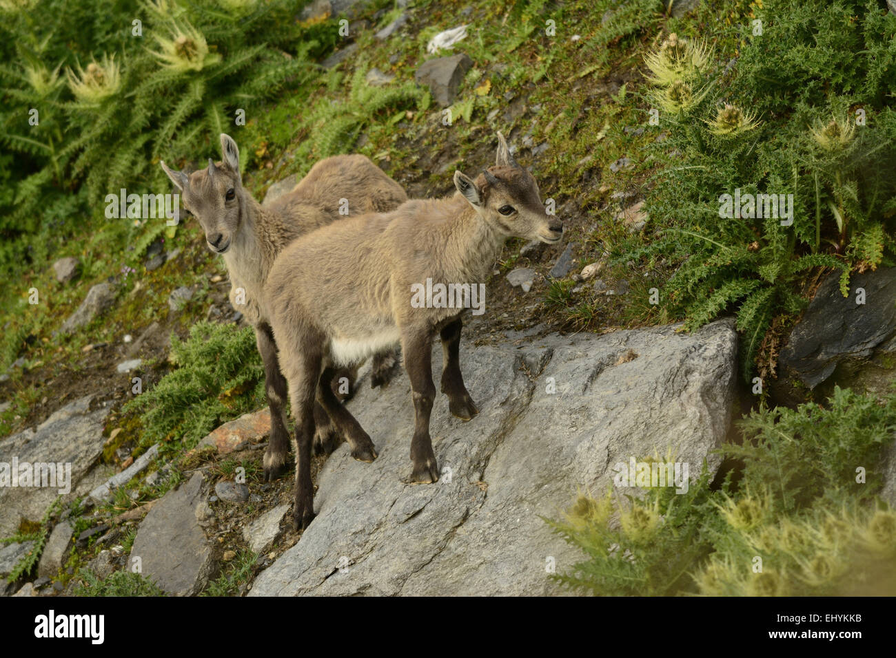 Alpine Ibex, Capra hircus ibex, Bovidae, fawn, animal, mammal, Nufenen pass, Alps, Canton, Ticino, Switzerland, Europe, Stock Photo