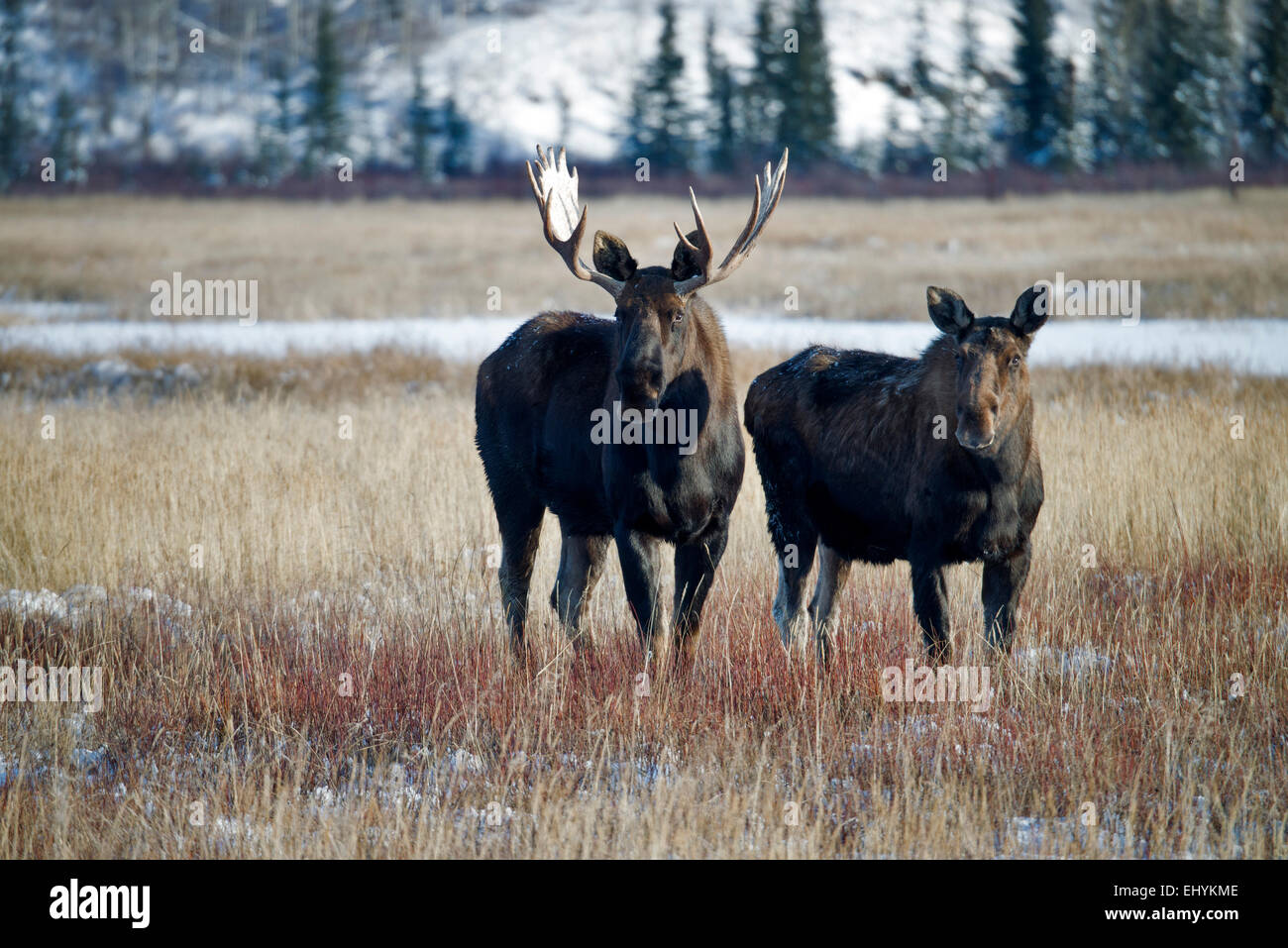 moose, animal, alces alces, Yukon, wildlife, preserve, Canada Stock Photo
