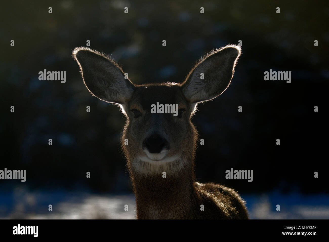 mule deer, blacktail deer, deer, animal, back light, Canada, odocoileus hemionus Stock Photo