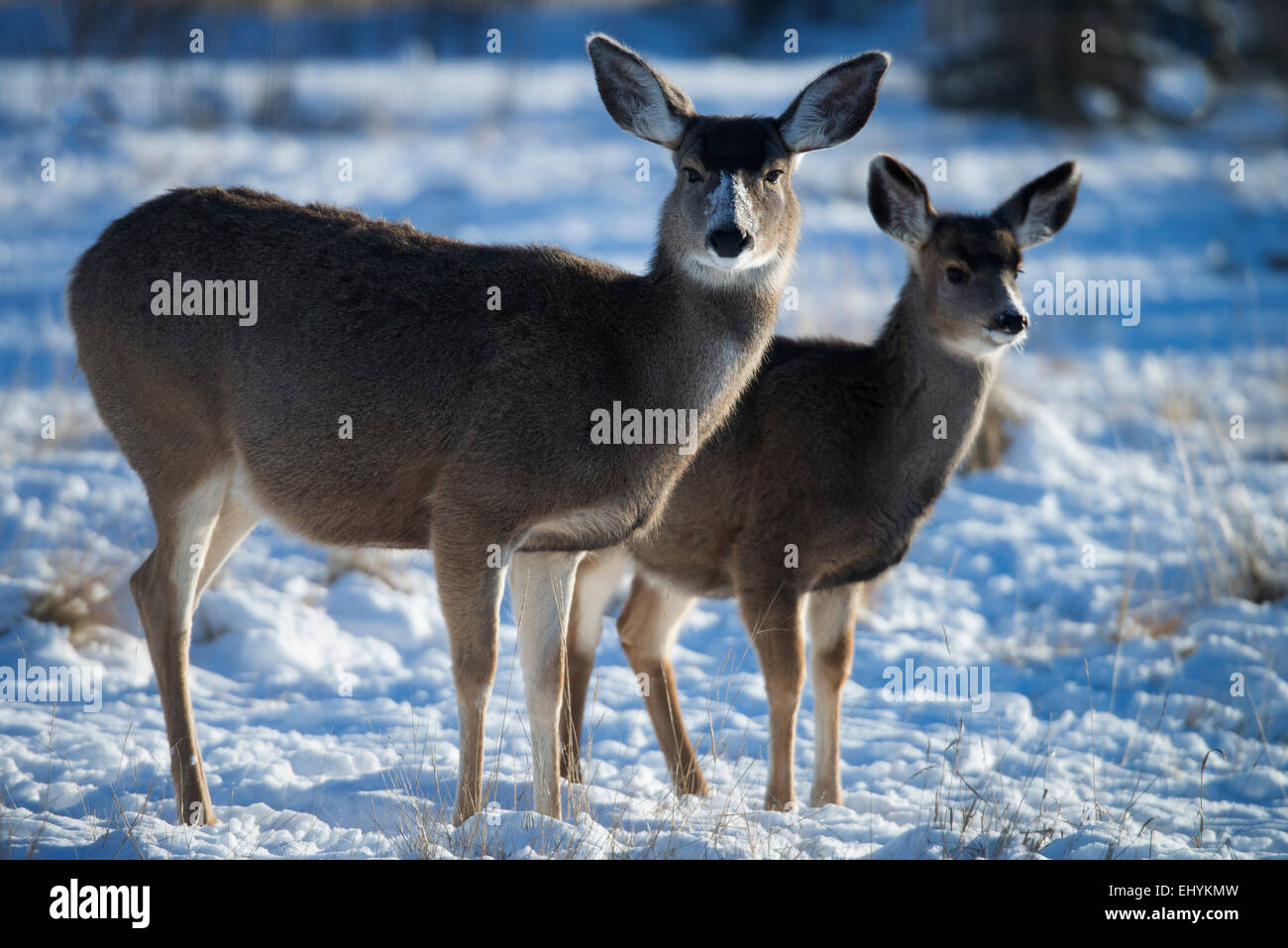 mule deer, blacktail deer, deer, animal, back light, Canada, odocoileus hemionus Stock Photo