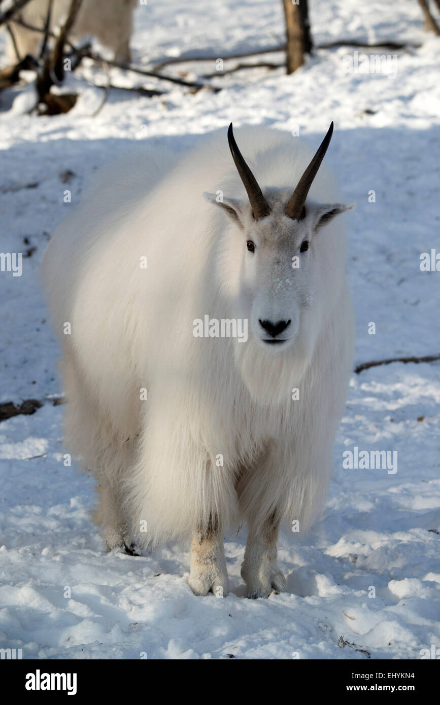 Mountain goat animal snow winter canada white hires stock photography