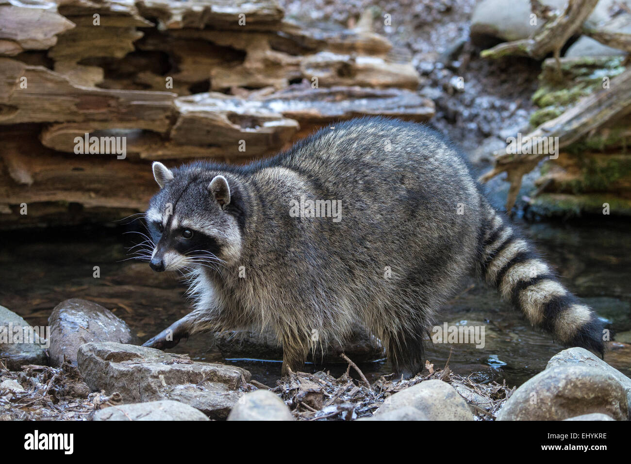 raccoon, procyon lotor, animal, USA, United States, America, Stock Photo