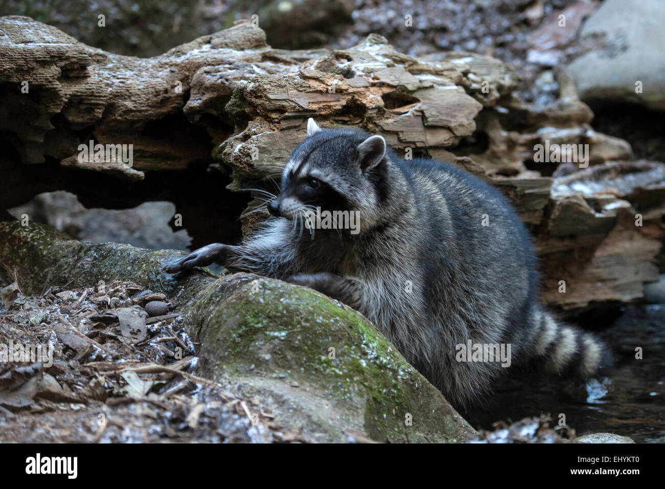 raccoon, procyon lotor, animal, USA, United States, America Stock Photo