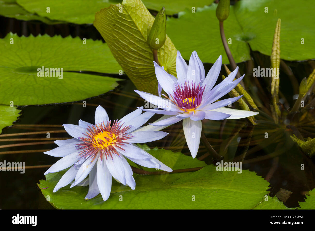 Flowers, blossom, blossom, blossoms, flourishes, botanical, Germany, garden, Hydrophyt, nature, nobody, Nymphaeaceae, Nymphaea, p Stock Photo