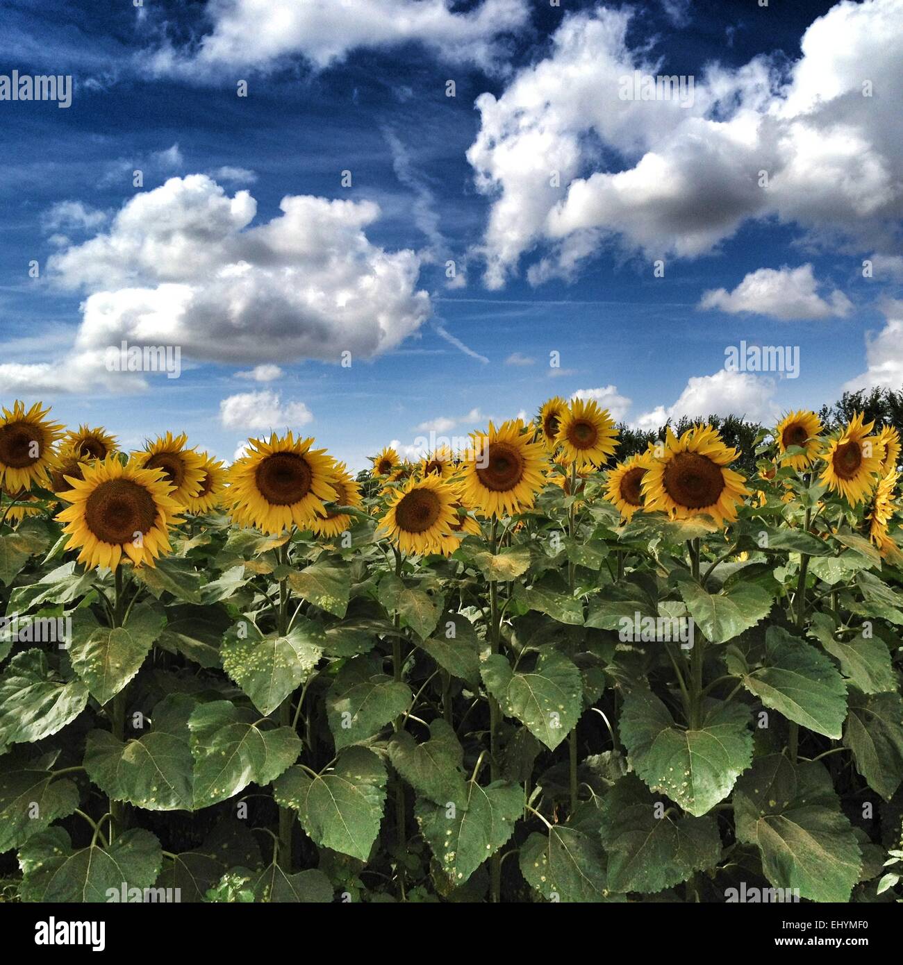 Field of sunflowers, Chauray, Niort, France Stock Photo
