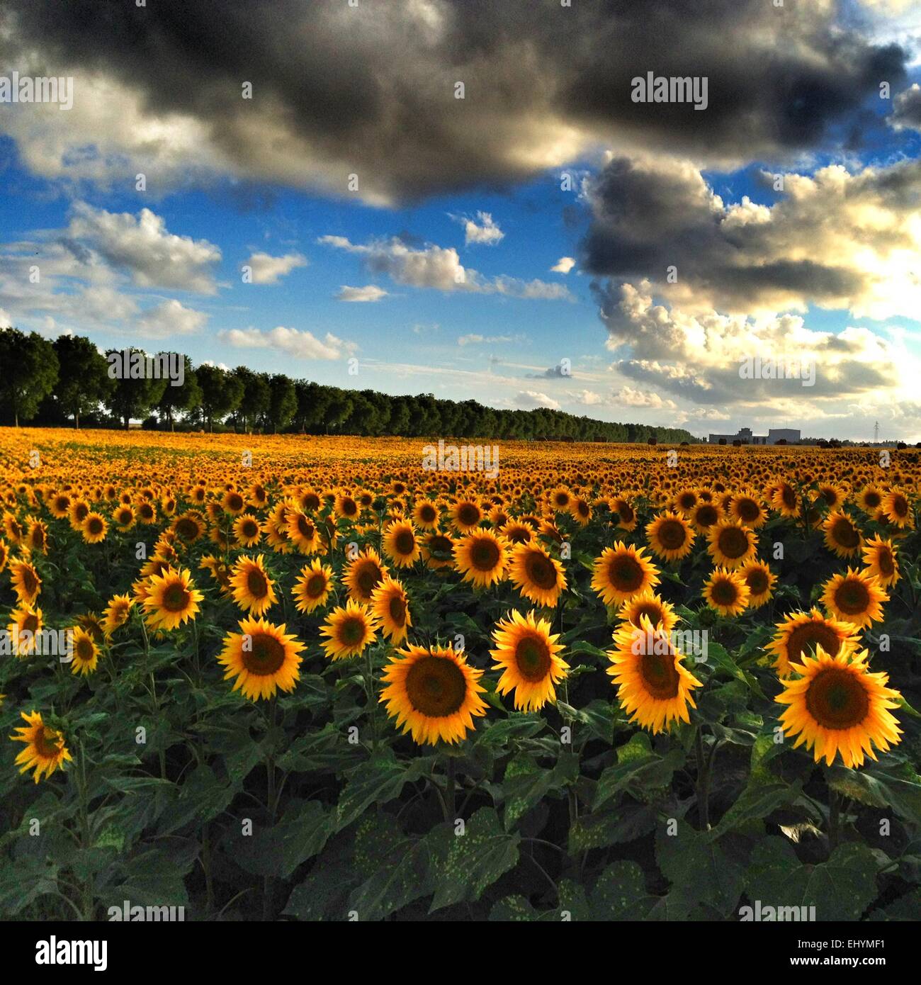 Field of sunflowers, Chauray, Niort, France Stock Photo