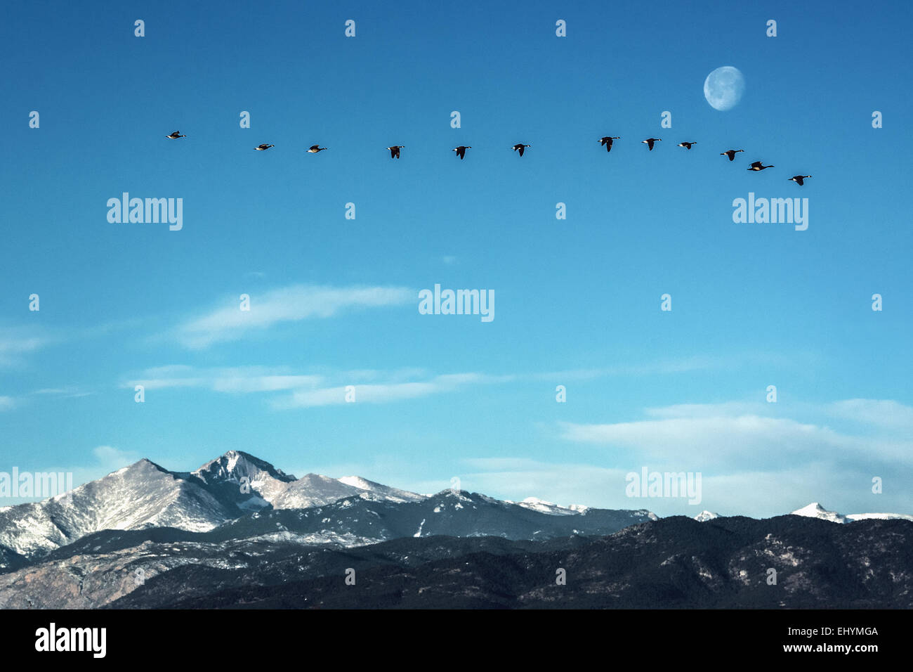 Flock of geese flying in front of the moon  over peaks of the Rocky Mountains, Colorado Stock Photo