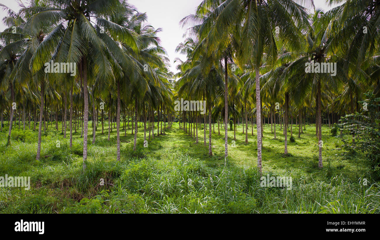 Coconut farming caribbean hires stock photography and images Alamy