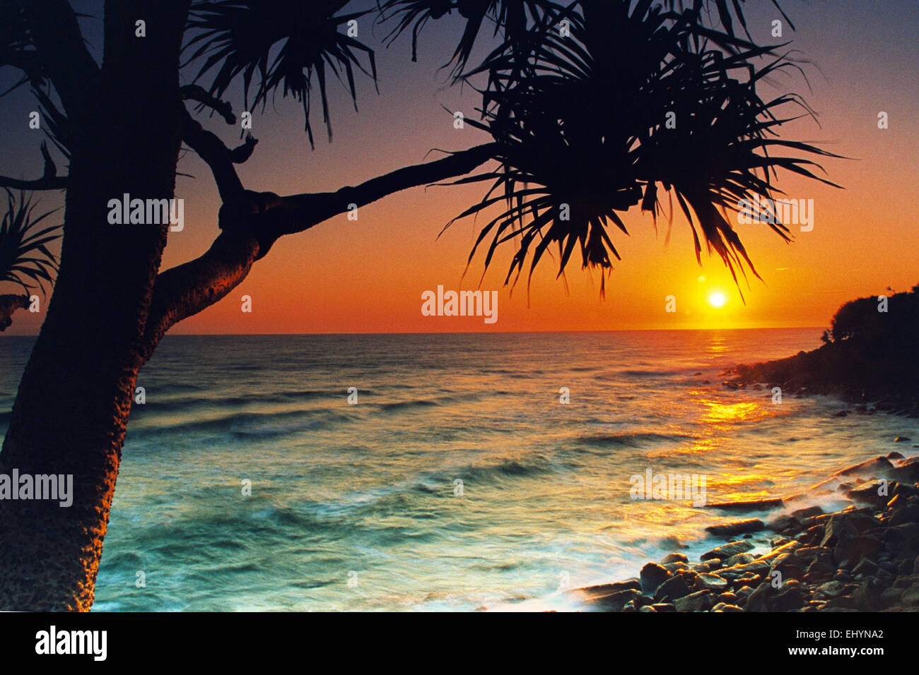 Silhouette of a Pandanus tree on beach at sunrise, Burleigh Heads, Gold Coast, Queensland, Australia Stock Photo